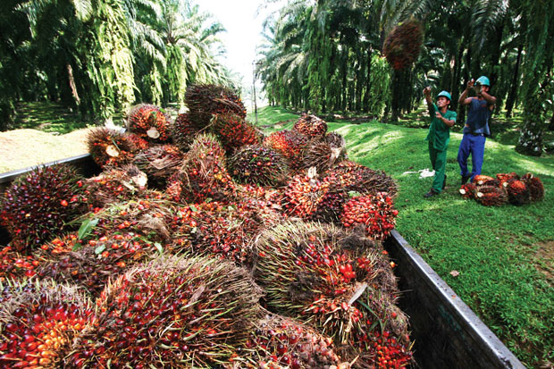 Jadi Biang Kerok Penyebab Harga CPO Bakal Anjlok Tahun Ini