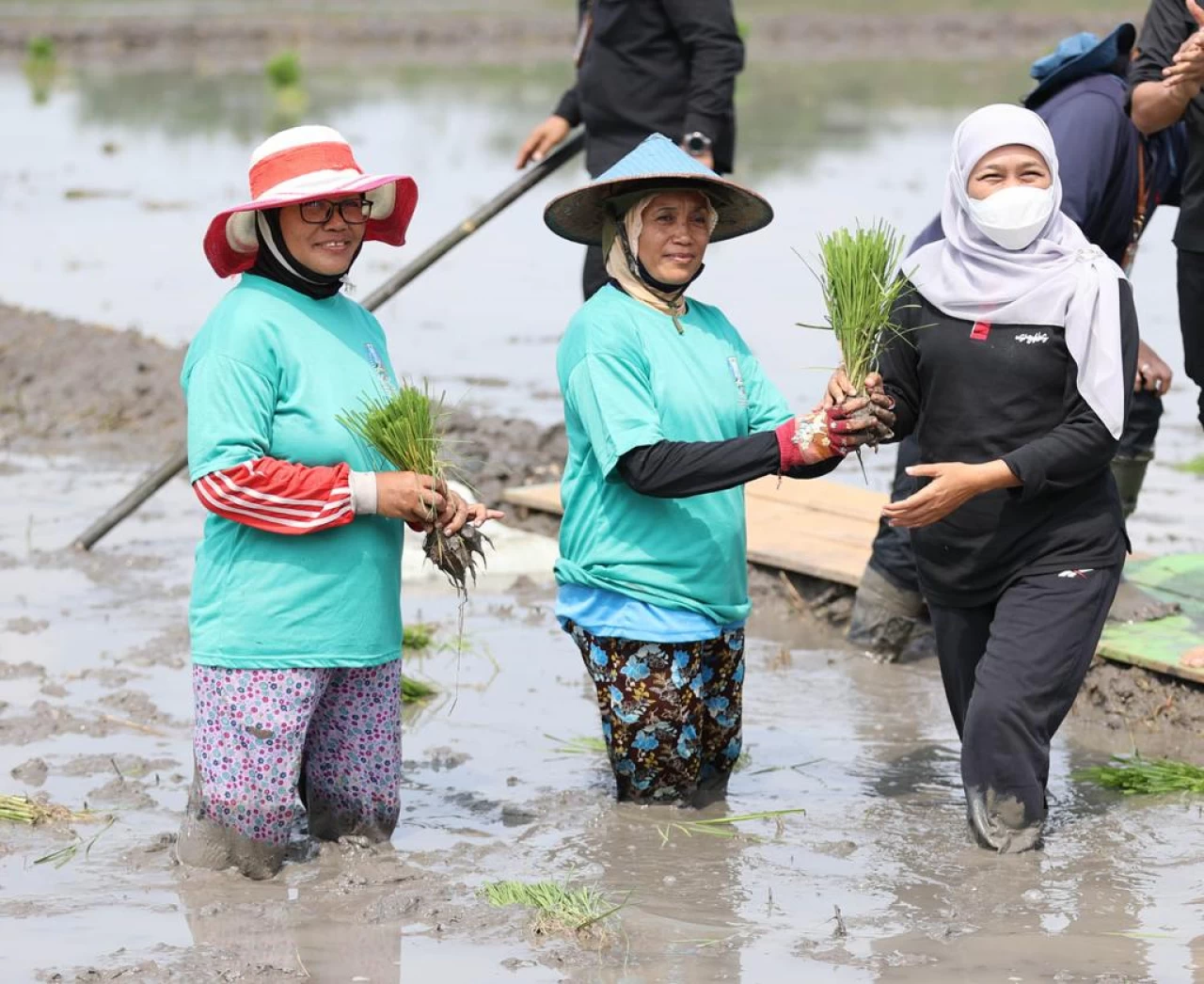 Thumbnail NTP Naik, Gubernur Khofifah Harap Kesejahteraan Petani Meningkat 