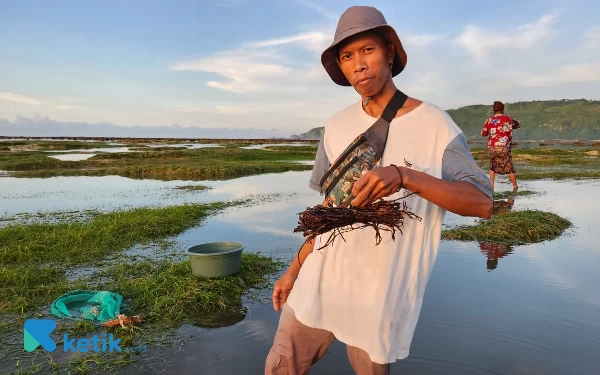 Thumbnail Akar tuba yang digunakan nelayan di Lombok untuk menangkap ikan, Rabu (25/1/2023).  (Foto: Kiagus Firdaus/Ketik.co.id)