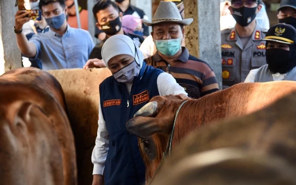 Thumbnail Jaga Ketahanan Pangan, Produksi Daging Jatim Capai 613.200 Ton