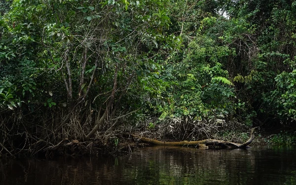 Thumbnail Berhasil Kelola Hutan Berkelanjutan, Indonesia Terima Rp 718 Miliar