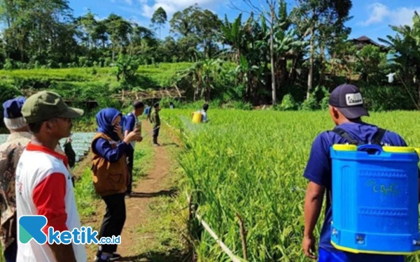 BPTPH Sumsel dan Petani Pagar Wangi Pagaralam Lakukan Gerdal Wereng