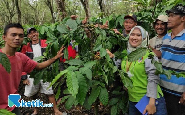 Thumbnail Program Sambung Pucuk Batang Kopi Berlanjut, Libatkan 1.509 Petani Pagaralam