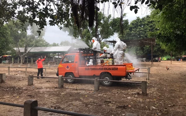 Semprot Disinfektan, Gerak Cepat BPBD Jatim Cegah Kasus PMK