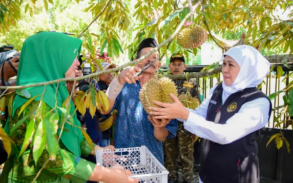 Thumbnail Tingkatkan Produktivitas Petani Durian,  Khofifah Dorong Penggunaan Teknologi