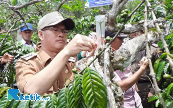 Thumbnail Wali Kota Pagaralam Bantu 196 Poktan, Hasilkan 2.,8 Juta Batang Kopi