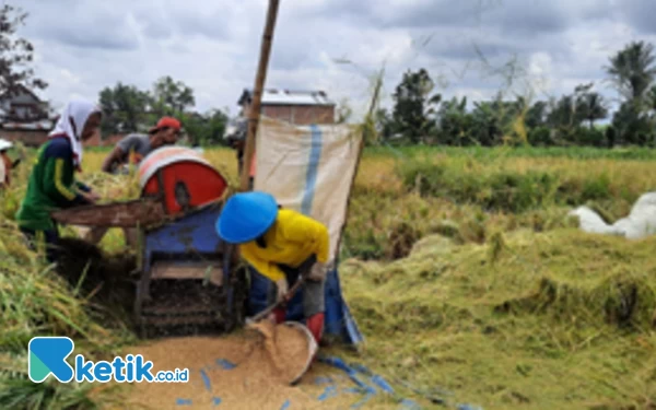 Thumbnail Berita - Curah Hujan Tinggi,  Kualitas Hasil Panen Menurun