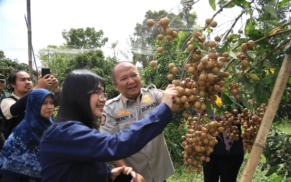 Thumbnail Berita - Kelengkeng Jemsu Berpotensi Dongkrak Ekonomi Jember