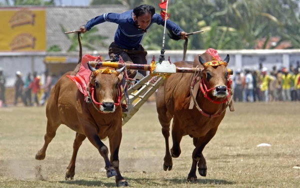 Thumbnail Asal-usul dan Tradisi Karapan Sapi Masyarakat Madura