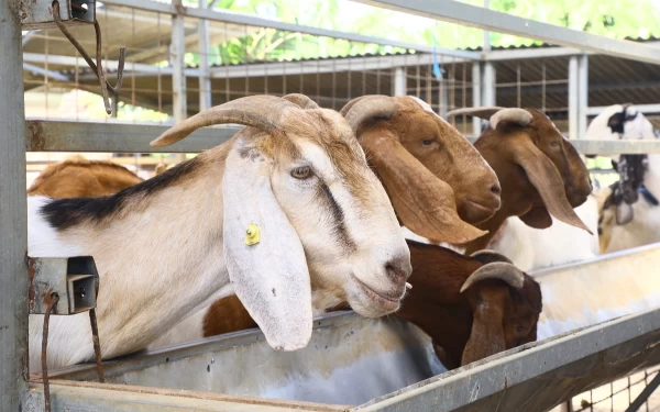 Sepanjang Mei 2023, Impor Sapi dan Kambing Naik 4,42 Persen