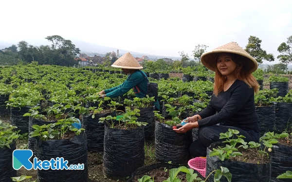 Thumbnail Asyiknya Petik Stroberi di Wisata Lumbung Stroberi Kota Batu