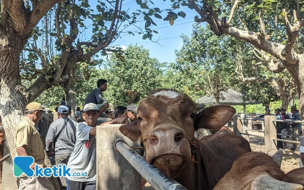 Thumbnail Pengunjung Pasar Hewan di Pacitan Ramai, tapi Minim Transaksi