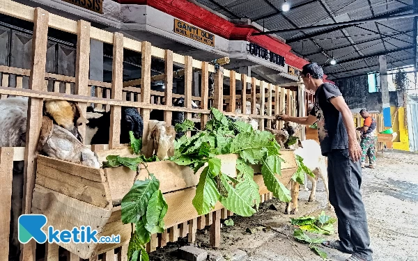 Beli Satu Gratis Satu, Pedagang Kambing di Kota Malang Diserbu Pengunjung