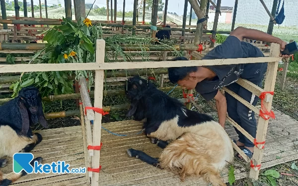 Thumbnail Jelang Idul Adha, Harga Kambing di Kota Malang Naik