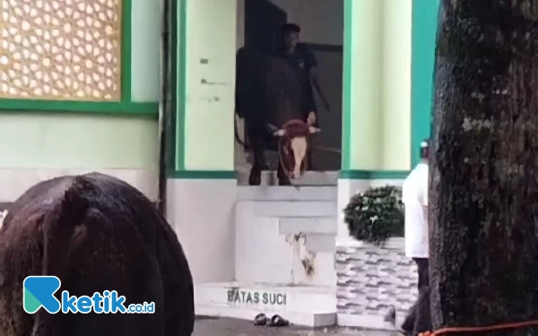 Thumbnail Sapi Kurban Ngamuk, Masuk Masjid di Pacitan