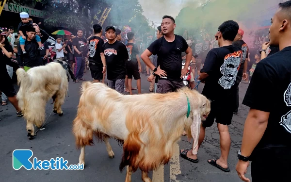 Thumbnail Sebelum Disembelih, Ada Tradisi Arak-arakan Hewan Kurban di Kota Malang, Ini Filosofinya