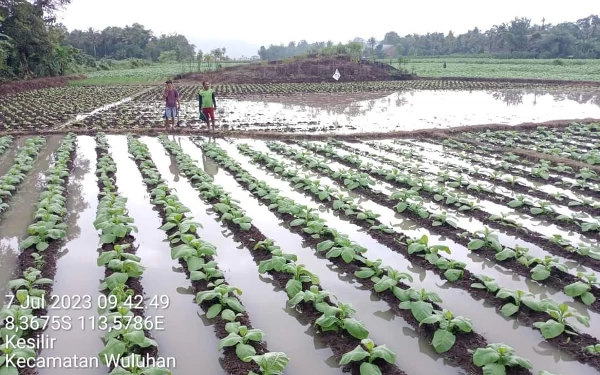 Thumbnail Ratusan Hektar Lahan Terancam Gagal Panen, Petani Jember Butuh Uluran Tangan Pemerintah