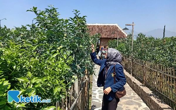 Thumbnail Berita - Ongkos Produksi Mahal, Lahan Apel Tulungrejo Kota Batu Berkurang