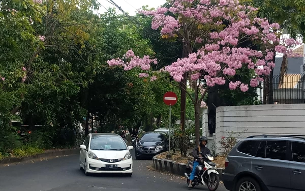 Thumbnail Bunga Tabebuya di Surabaya Mekar saat Musim Kemarau