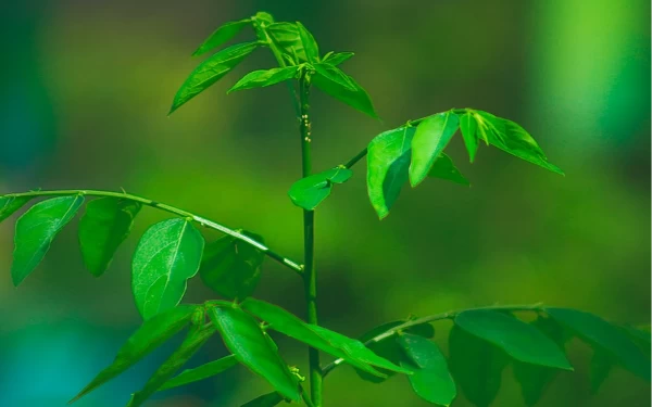 Manfaat Luar Biasa Daun Katuk untuk Ibu Hamil