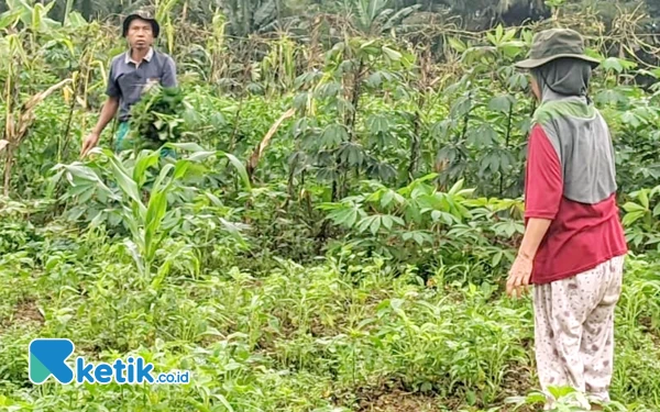 Thumbnail Berita - Pemkab Pacitan Jamin Stok Pupuk Petani Tercukupi