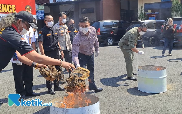 Thumbnail Polres Jember Musnahkan Barang Bukti 10 kg Ganja