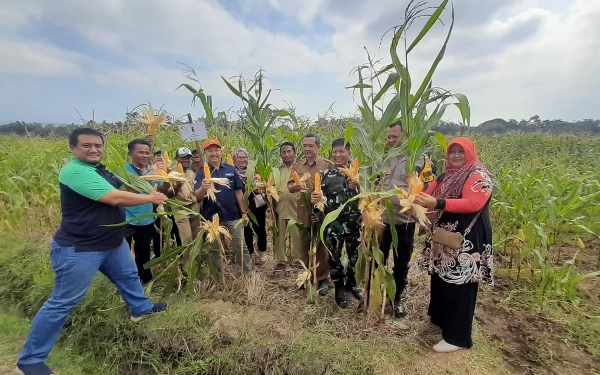 Thumbnail Berita - Petani di Jember Buktikan Pupuk Organik Tidak Menurunkan Produktivitas Tanaman