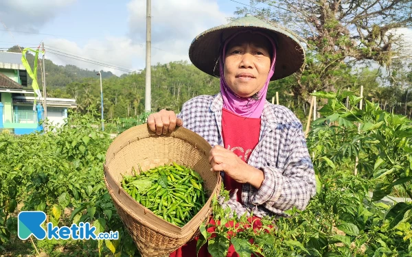 Harga Cabai Rawit Terus Merosot, Petani di Pacitan Ketar-Ketir