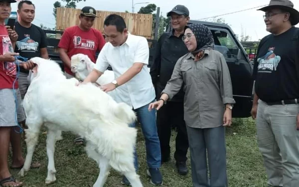 Thumbnail Berita - Kontes Kambing Senduro Piala Presiden Digelar di Lumajang