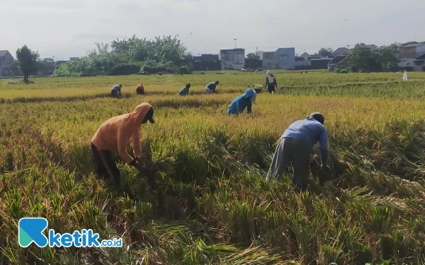 Thumbnail Kenaikan Harga Gabah di Jember Dipicu Cuaca Ekstrim dan Produktivitas Menurun