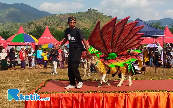 Thumbnail Berita - Unik! Domba Fashion Show jadi Ajang Pemberdayaan Peternak Desa di Jember