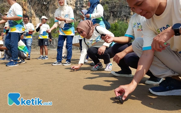 Thumbnail Lepas Ratusan Tukik dan Bersih-bersih Pantai, Cara PLN UP Pacitan Rayakan Ultah