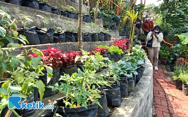 Lima Kali Panen, Urban Farming Kelurahan Samaan Kota Malang Berhasil Ubah Pola Hidup Warga