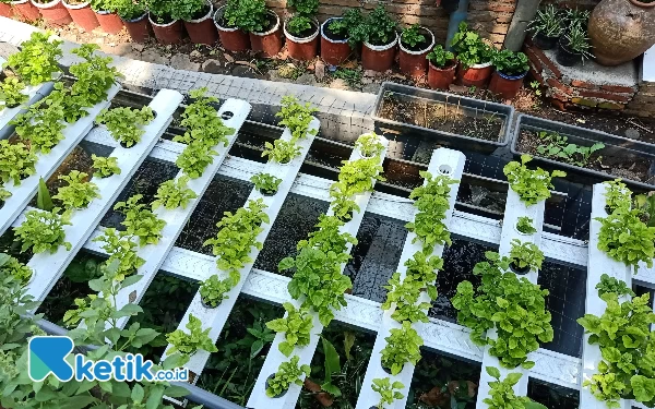 Urban Farming Jadi Solusi Pencegahan Stunting di Kota Malang