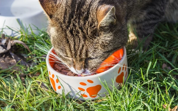 Thumbnail Berita - Kucing Lemas Tidak Mau Makan, Bisa Jadi Ini Penyebabnya