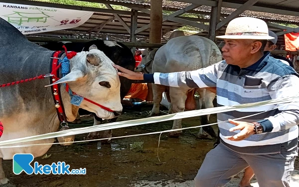 Thumbnail Mantan Kajari Tulungagung Apresiasi Peternak Dampak PMK Melalui Kontes Sapi