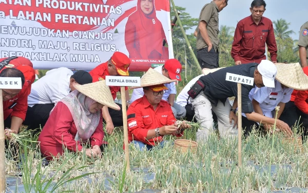 Thumbnail Lampaui Target, Bupati Cianjur Panen Perdana Bawang Merah di Cijati