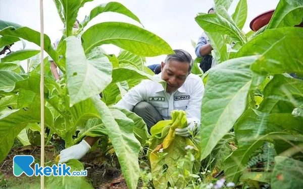 Peluang Tembakau dan Kakao sebagai Komoditas Unggulan di Pacitan