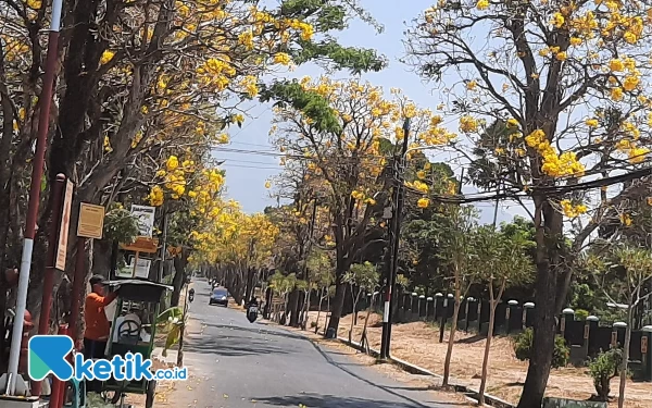 Thumbnail Indahnya Pemandangan Bunga Tabebuya Ala Jepang di Desa Pendem Kota Batu