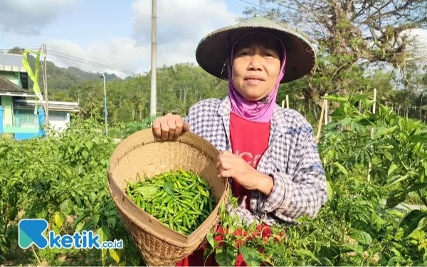 Harga Cabai di Pacitan Naik, Petani Untung, Konsumen Mutung