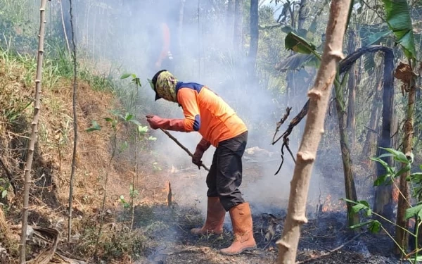 Thumbnail Selama Oktober, 5,7 Hektar Hutan Pinus Kota Batu Habis Terbakar