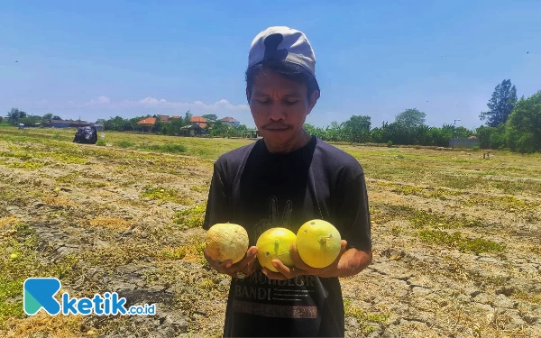 Thumbnail Panas Ekstrem, Petani Melon dan Semangka di Sidoarjo Gagal Panen