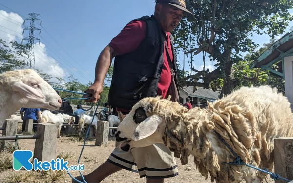 Thumbnail Peternak Kambing di Pacitan Banting Harga Gegara Pakan Langka