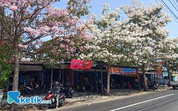 Thumbnail Berita - Indahnya Tabebuya Bermekaran di Sepanjang Jalan Kota Malang