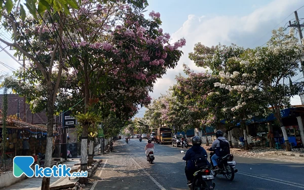 Warna-warni Bunga Tabebuya Percantik Jalan Panglima Sudirman Kota Batu