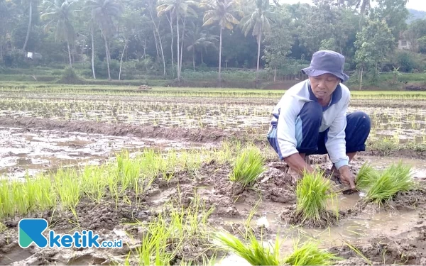 Thumbnail Musim Tanam Padi Mundur, Bikin Petani di Pacitan Nganggur