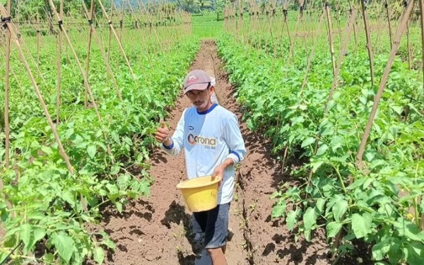 Thumbnail Musim Penghujan Tiba, Petani di Cianjur Sumringah