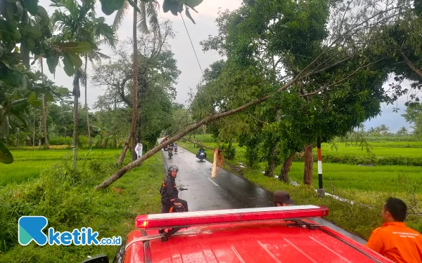 Thumbnail Seorang Pengendara Motor Tewas Akibat Pohon Tumbang di Bondowoso