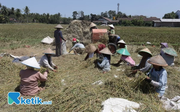 Thumbnail Berita - Alokasi Pupuk Subsidi Turun Drastis, Petani Jember: Kado Pahit 2024