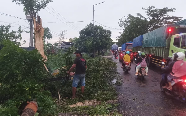 Thumbnail 23 Pohon di Jember Tumbang Akibat Hujan Disertai Angin Kencang